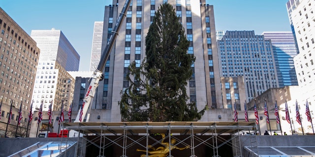 The 2020 Rockefeller Center Christmas tree, a 75-foot tall Norway spruce that was acquired in Oneonta, N.Y., is secured on a platform at Rockefeller Center Saturday, Nov. 14, 2020, in New York. (AP Photo/Craig Ruttle)