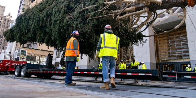 The 2020 Rockefeller Center Christmas tree, a 75-foot tall Norway Spruce that was acquired in Oneonta, N.Y., is prepared for setting on a platform at Rockefeller Center Saturday, Nov. 14, 2020, in New York. (AP Photo/Craig Ruttle)