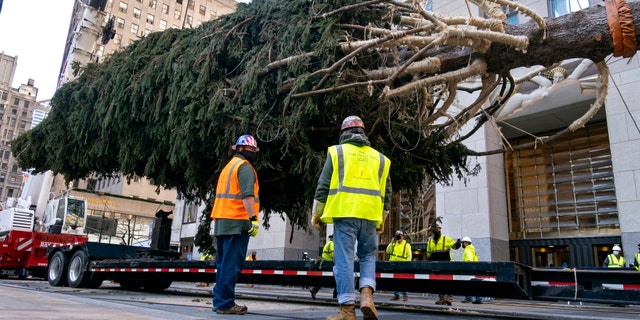 The 2020 Rockefeller Center Christmas Tree, a 75-foot tall Norwegian spruce tree that was acquired in Oneonta, New York, is ready to be installed on a platform at Rockefeller Center on Saturday, November 14, 2020 in New York .  (AP Photo / Craig Ruttle)