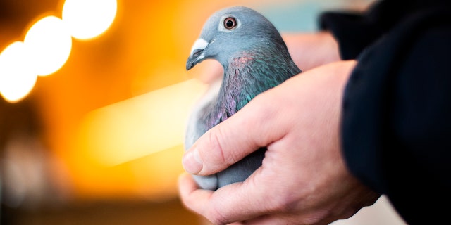 The hefty price tag beats the previous record set last year, which was $1.4 million.