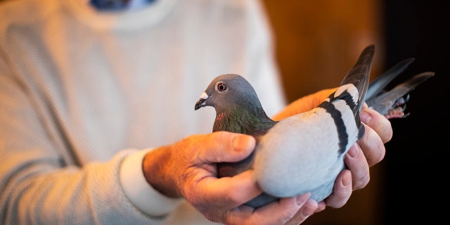 Carlo Gyselbrecht, co-owner of Pipa, a Belgian auction house for racing pigeons, shows a two-year old female pigeon named New Kim.