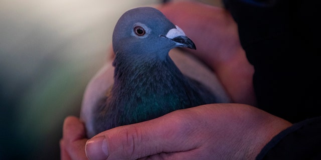 Racing pigeon sells for $1.9 million, breaks record | Fox News