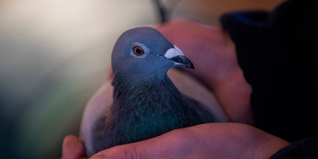 Breeder Gaston Van de Wouwer had put his 445 birds up for auction with New Kim fetching the highest price.