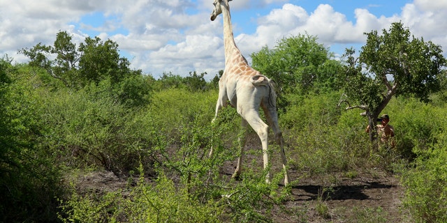 In this photo released by the Ishaqbini Community Conservancy, a male giraffe with a rare genetic trait called leucism that causes a white color is seen in the Ishaqbini Community Conservancy in Kenya Sunday, Nov. 8, 2020. The only known white giraffe in the world has been fitted with a GPS tracking device to help protect it from poachers as it grazes in the arid savannah in Kenya near the Somalia border. (Ishaqbini Community Conservancy via AP)