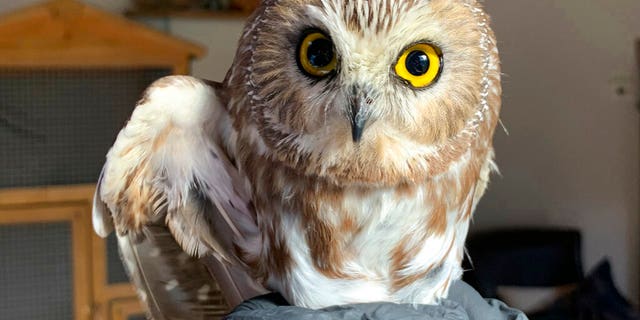 A tiny owl was found to be living inside NYC’s Rockefeller Center tree in November.