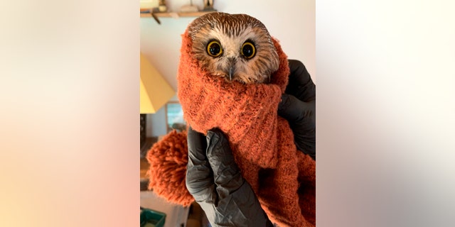 In this photo provided by the Ravensbeard Wildlife Center, Ravensbeard Director and founder Ellen Kalish holds a Saw-whet owl at the center in Saugerties, N.Y., Wednesday, Nov. 18, 2020. A worker helping to get the Rockefeller Center Christmas tree in New York City found the tiny owl among the tree's massive branches on Monday, Nov. 16. Now named Rockefeller, the owl was brought to the Ravensbeard Wildlife Center for care. (Lindsay Possumato/Ravensbeard Wildlife Center via AP)
