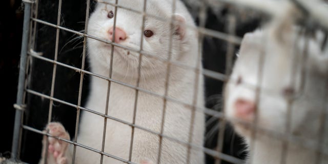 In this file photo dated Friday Nov. 6, 2020, mink look out from a pen on a farm near Naestved, Denmark. Danish Prime Minister Mette Frederiksen has appointed Thursday Nov. 19, 2020, a new agriculture minister, after Mogens Jensen resigned after the government ordered the culling of all Danish mink because of the coronavirus, but without having the necessary legislation in place first.(Mads Claus Rasmussen/Ritzau Scanpix via AP)