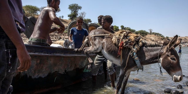 Tigray refugees who fled the conflict in the Ethiopia's Tigray arrive with their donkey on the banks of the Tekeze River on the Sudan-Ethiopia border, in Hamdayet, eastern Sudan. (AP Photo/Nariman El-Mofty)