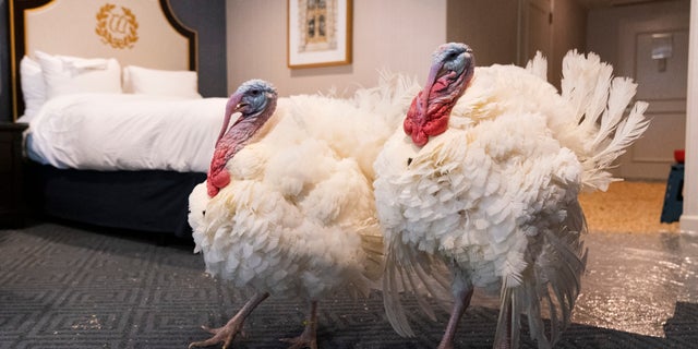 Corn and Cob strut their stuff inside their hotel room at the Willard Hotel on Nov. 23. (AP Photo/Jacquelyn Martin)