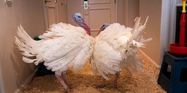 The turkeys were raised by Ron Kardel of Walcott, Iowa, a sixth-generation farmer and chair of the National Turkey Federation. (AP Photo/Jacquelyn Martin)