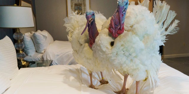The turkeys pecked around the sawdust-covered floors and kicked back on their hotel beds for a classic photo op on Monday. (AP Photo/Jacquelyn Martin)