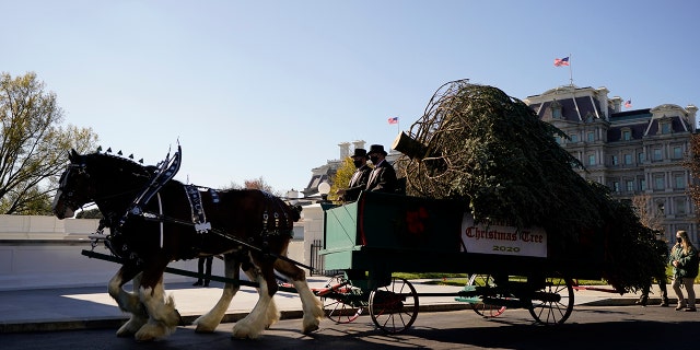 The 18 1/2-foot Fraser Fir will be featured in the White House's Blue Room. (AP Photo/Andrew Harnik)