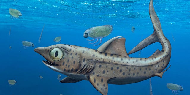 With mouths closed, the older, smaller teeth of the ancestors of today’s sharks stood upright on the jaw, while the younger and larger teeth pointed towards the tongue and were thus invisible when the mouth was closed. (信用: Christian Klug, UZH)