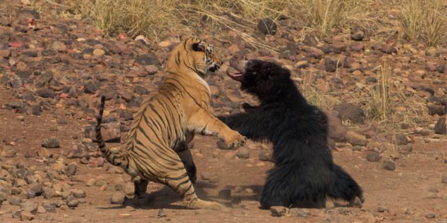 (mediadrumworld/Arpit Parekh)