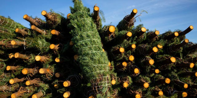 Freshly cut Christmas trees are increasing in popularity this year, with many young families wanting a new — or renewed — tradition to end a dreary year on a happier note. (AP Photo/Paula Bronstein)
