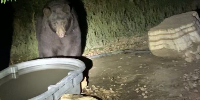 An elderly couple in Colorado was cited after they were found to be knowing luring and feeding bears, according to wildlife officials.