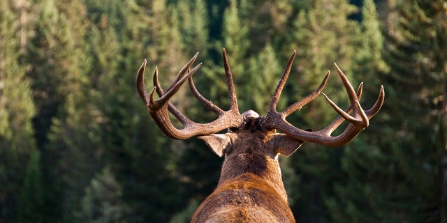 A hunter in the Czech Republic suffered a strange encounter with a deer last Friday when the animal managed to abscond with a rifle that was slung over his shoulder.