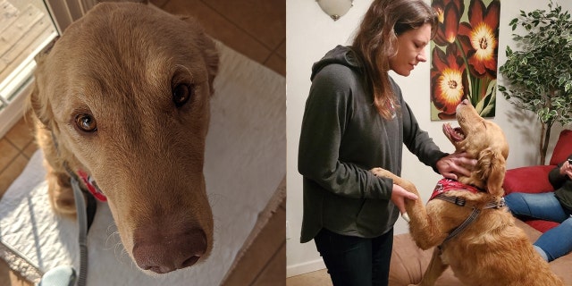 Walter the golden retriever and owner Kate Olson. Last Thanksgiving, the dog ran away in the St. Louis suburb of Arnold.