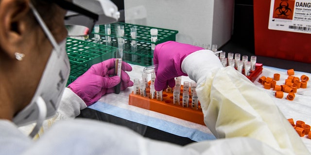 A lab technician sorts blood samples inside a lab for a COVID-19 vaccine study at the Research Centers of America in Hollywood, Florida, on Aug. 13, 2020. (Photo by CHANDAN KHANNA/AFP via Getty Images)
