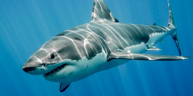 A great white shark swims just below the ocean's surface.