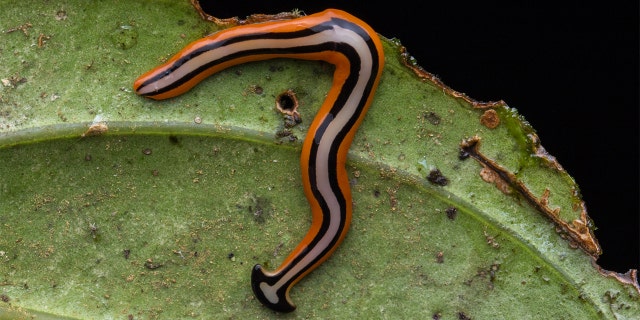 This stock image shows a smaller specimen of a hammerhead worm from Borneo. They can grow up to about a foot in length.
