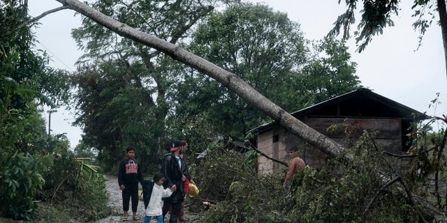 A fallen tree lies on the road after the passage of Hurricane Iota in Siuna, Nicaragua, Tuesday, Nov. 17, 2020. Hurricane Iota tore across Nicaragua on Tuesday, hours after roaring ashore as a Category 4 storm along almost exactly the same stretch of the Caribbean coast that was recently devastated by an equally powerful hurricane.