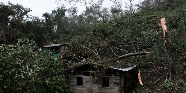 Fallen tree branches cover a house after the passage of Hurricane Iota in Siuna, Nicaragua, Tuesday, Nov. 17, 2020. Hurricane Iota tore across Nicaragua, hours after roaring ashore as a Category 4 storm along almost exactly the same stretch of the Caribbean coast that was recently devastated by an equally powerful hurricane.