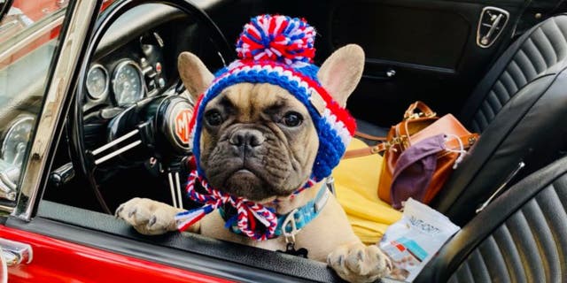 Wilbur Beast the French bulldog was elected major of Rabbit Hash, Kentucky. (Amy Noland)