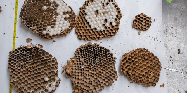 The first "murder-hornet" nest was found to have 190 total larvae that developed from eggs and 108 pupae, the next stage after larvae.