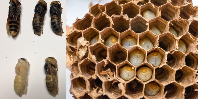 The Washington State Department of Agriculture said there were more than 500 Asian giant hornets, including nearly 200 queens capable of starting their own nests.