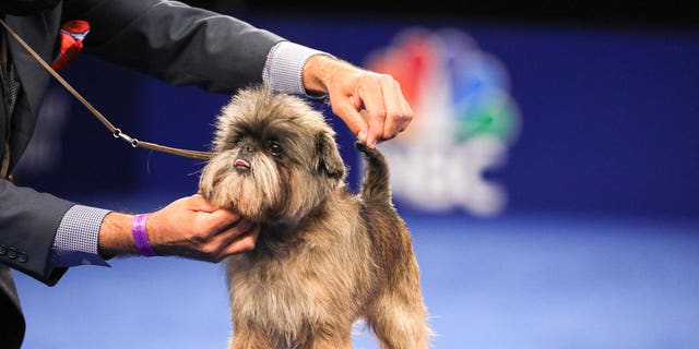 Many viewers also liked Chester, an Affenpinscher who won the Toy Group.