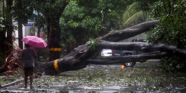 On Thursday, November 12, 2020, Typhoon Vamco hit Quezon City in the Philippines. A man walked beside a fallen tree.
