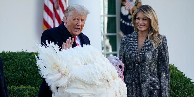 Meet Corn And Cob Thanksgiving 2020 Turkeys Pardoned By Trump Fox News