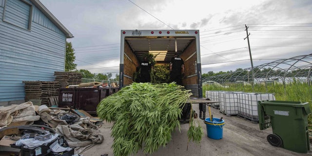 Cannabis seized in Project Green Sweep. (York Regional Police)