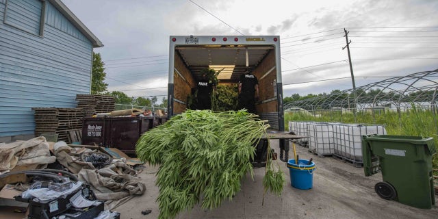Cannabis seized in Project Green Sweep. (York Regional Police)