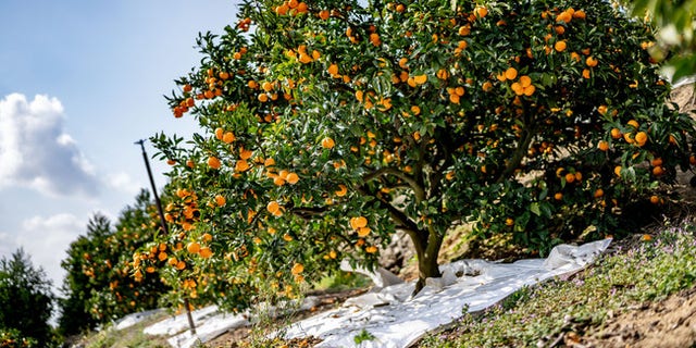 Satsuma mandarin oranges are grown and shipped from 10 locations within the Ehime prefecture of Japan. (JA Nishiuwa Agricultural Cooperative)