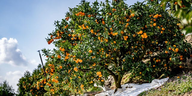 Satsuma mandarin oranges are grown and shipped from 10 locations within the Ehime prefecture of Japan. (JA Nishiuwa Agricultural Cooperative)