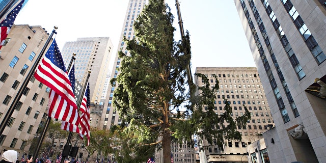 The Rockefeller Center Christmas Tree arrives at Rockefeller Plaza and is craned into place on No. 14 in New York City. (Cindy Ord/Getty Images)