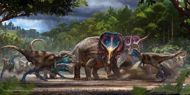 Artist's representation of the fight against Tyrannosaurus rex and Triceratops horridus.  Illustration: Anthony Hutchings.  (Credit: Friends of the NC Museum of Natural Sciences)