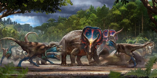 Artist version of the fight against Tyrannosaurus rex and Triceratops horridus.  Illustration: Anthony Hutchings.  (Credit: Friends of the NC Museum of Natural Sciences)