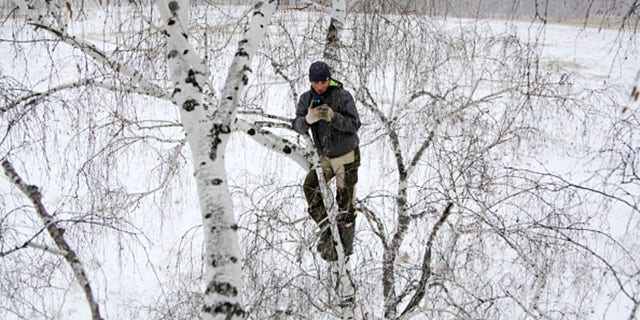 OMSK REGION, RUSSIA NOVEMBER 14, 2020: Student Alexei Dudoladov climbs a birch tree 300m away from his village of Stankevichi in order to pick up an internet signal. (Photo by Yevgeny SofiychukTASS via Getty Images)