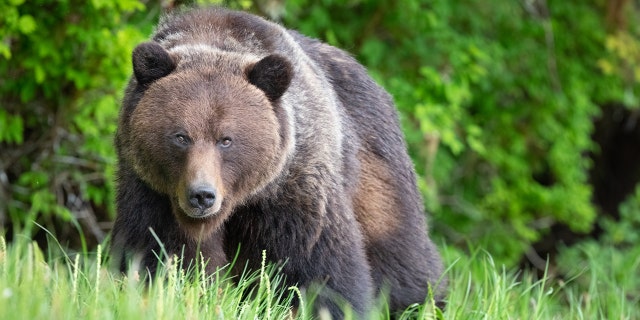 A grizzly bear.