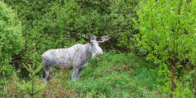 Moose in the Timmins area that are more than 50% white are protected by Canada's 1997 Fish and Wildlife Conservation Act.