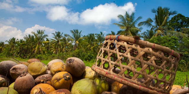 The school makes virgin coconut oil.