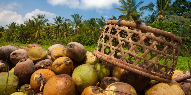 The school makes virgin coconut oil.