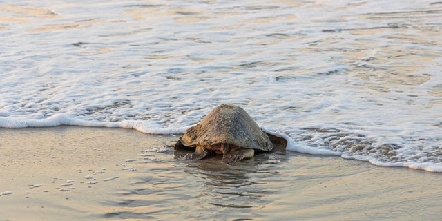 According to National Geographic, olive ridley sea turtles can weigh up to 100 pounds and are considered a vulnerable species. (iStock)