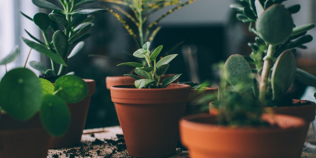 One couple started their business of selling plants to "spark every emotion" and "leave a legacy of stories" — plus be "good for our environment."