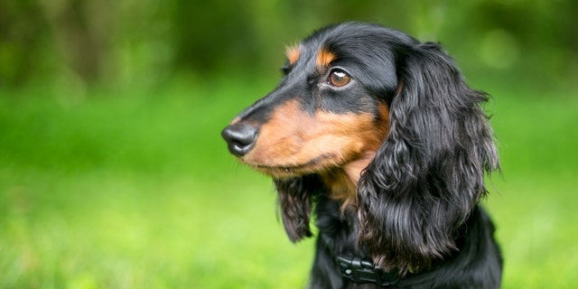 A dachshund named Winston (not pictured) rescued his best friend, a chiweenie named Mijo, from a mountain lion attack earlier this month. (iStock)