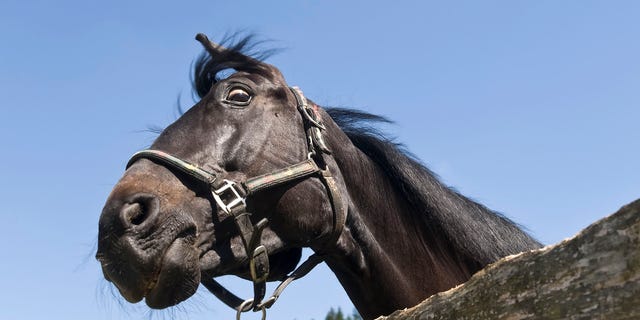 This horse probably doesn't love you.