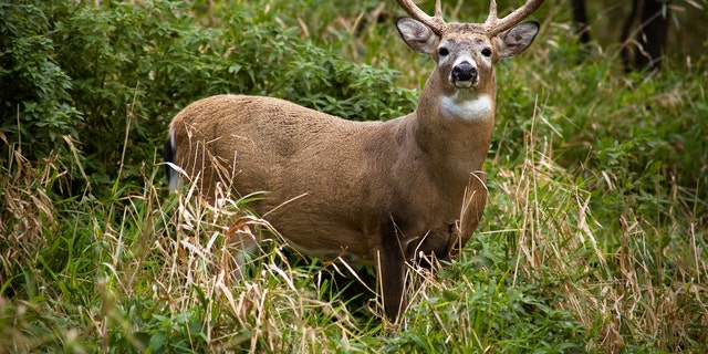 “In a year of challenges, Hunters Sharing the Harvest is a reliable tradition that offers us some bright light," said Russell Redding, Pennsylvania's Secretary of Agriculture.